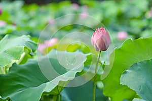 Pink Lotus in village pond of Hanoi Vietnam, summer time