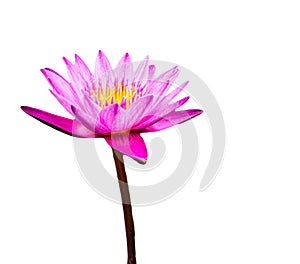 Pink lotus or warer lily in the garden for decoration