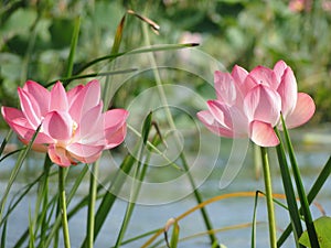 Pink lotus in water Delicate water lilies Aquatic flowers closeup Screen wallpaper 2024 Scenery