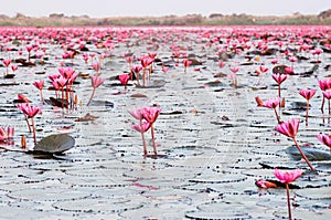 Pink lotus water lilies full bloom under morning light - pure and beautiful red lotus lake in Nong Harn, Udonthani - Thailand