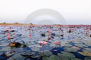 Pink lotus water lilies full bloom under morning light - pure and beautiful red lotus lake in Nong Harn, Udonthani - Thailand