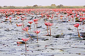 Pink lotus water lilies full bloom under morning light - pure and beautiful red lotus lake in Nong Harn, Udonthani - Thailand