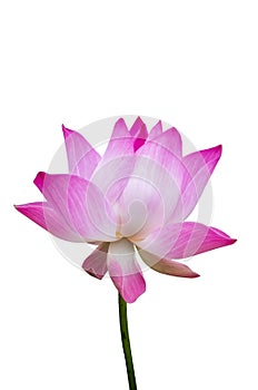 Pink lotus water lilly isolate white background with clipping pa