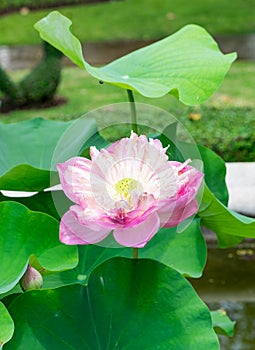 Pink lotus, water lilly, open bloom beautiful