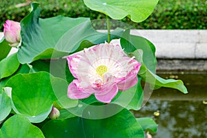 Pink lotus, water lilly, open bloom beautiful
