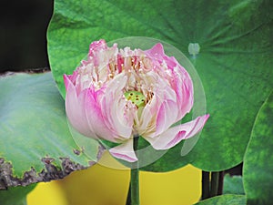 Pink lotus or water lily bloom amidst green leaves