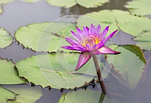 Pink lotus water lily flower blooming in lake