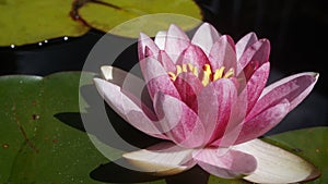 Pink Lotus Water Lily Flower. Nelumbo nucifera