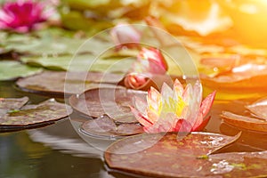 Pink lotus water lily flower in pond, waterlily with green leaves blooming