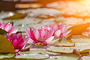 Pink lotus water lily flower in pond, waterlily with green leaves blooming