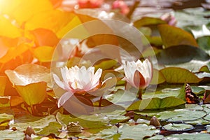 Pink lotus water lily flower in pond, waterlily with green leaves blooming