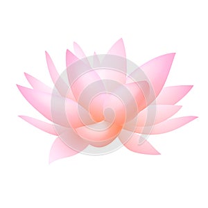 Pink lotus or water lily flower. Vector