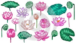 Pink lotus. Water lily flowers pink lotus and green leaves, beautiful bloom plant botanical garden, tropical floral