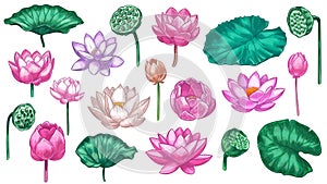 Pink lotus. Water lily flowers pink lotus and green leaves, beautiful bloom plant botanical garden, tropical floral element color