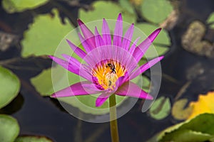 Pink lotus Water lily with green leaves and bee