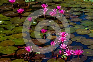 Pink lotus water lily or lotus blooming on water surface. Nature background with aquatic plants, buddhism symbol.