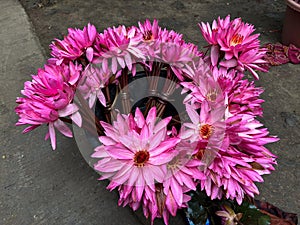 Pink lotus water lily for sale at gulawat lotus valley