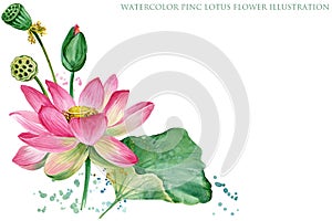 Pink lotus. watercolor botanical illustration.