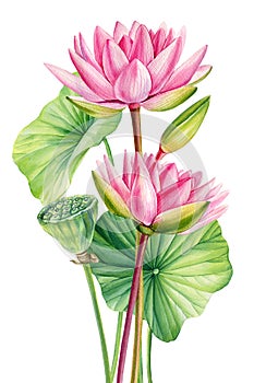 Pink Lotus watercolor flower. Water lilies Flowers isolated background, watercolor botanical illustration. summer plant