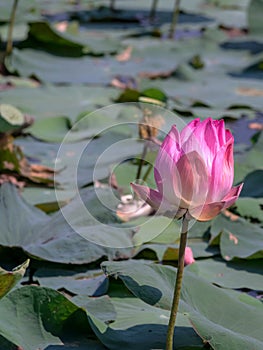 Pink lotus or waterlilly and leaf in the pond