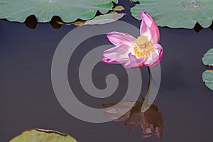 Pink lotus or waterlilly and leaf in the pond