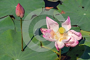 Pink lotus or waterlilly and leaf in the pond