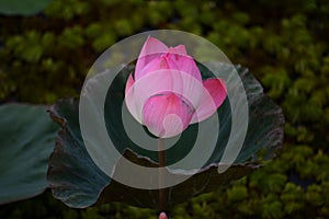 Pink lotus or waterlilly on the pong with morning light.