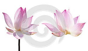 Pink lotus waterlily