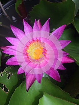 Pink lotus or waterlily flower with green leaves