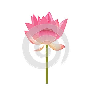 Pink lotus on a white background