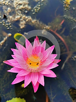 Pink Lotus and wild life and the canel