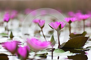 Růžový lotosy kvetoucí v bažina. 