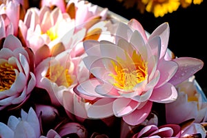 Pink lotuses close-up.