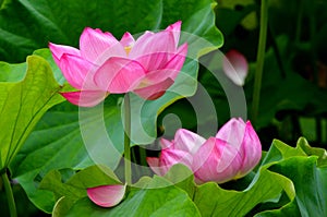 Pink lotuses photo