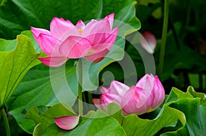 Pink lotuses