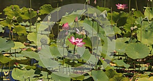 Pink lotusflower