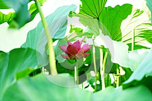 A pink lotusflower is circled by some leaves in pomd in summer