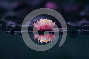 Pink lous flower or waterlily dark background