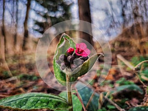 Pink Lungwort