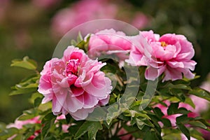 Pink Luoyang peony flowers