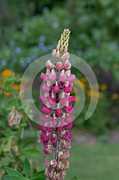 Pink lupin flower