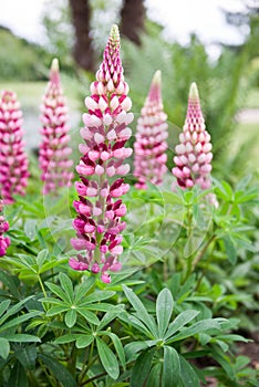 Pink lupin flower close up
