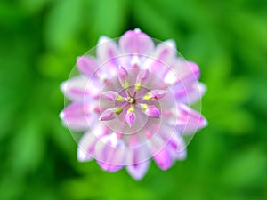 Pink Lupin flower