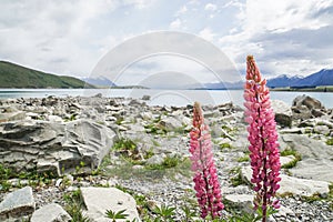 Pink lupin flower at lake side in Tekapo lake in New Zealand