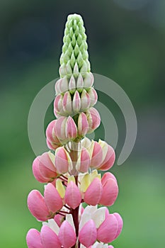 Pink lupin flower spike