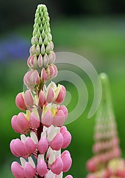 Pink lupin flower spikes