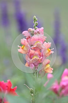 Pink Lupin flower