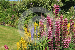 Pink Lupin flowers in bloom in garden during summertime