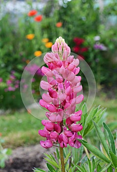 Pink lupin flowers, Lupinus Gallery Pink