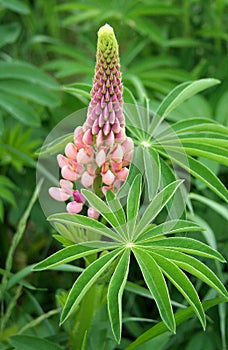 Pink lupine